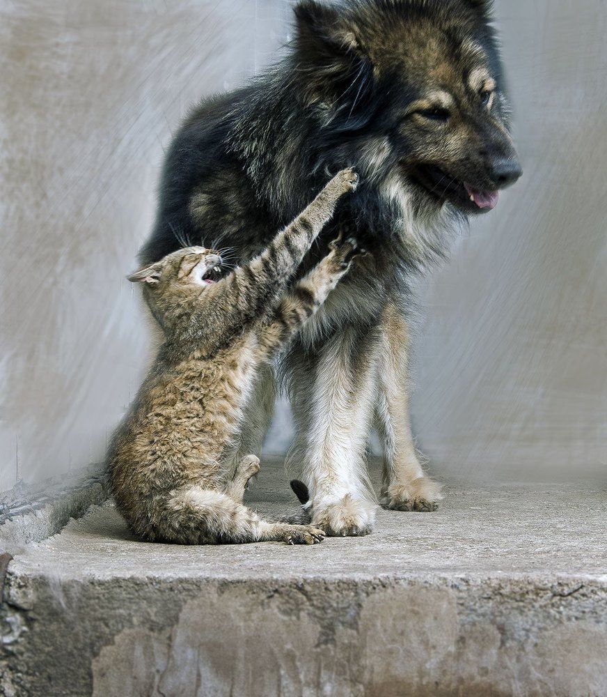 Дружесткий спарринг.