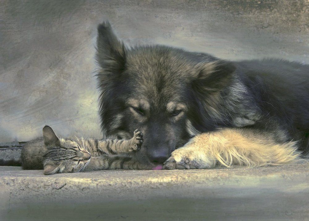 Любовь и благодарность..