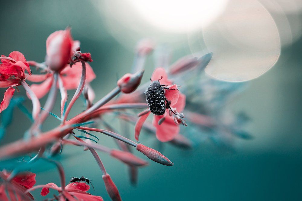 Photograph by Минич-Яроцкая Татьяна