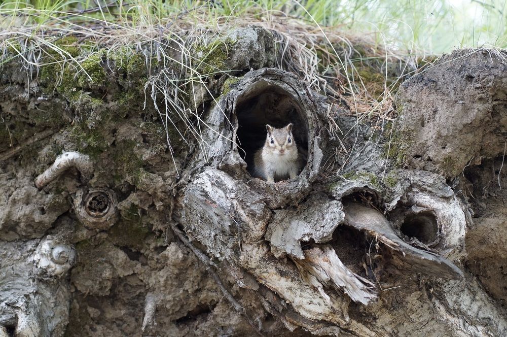 Пентхаус для бурундука
