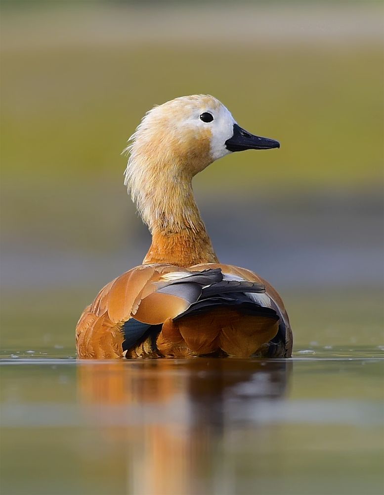 Ruddy Shelduck!!
