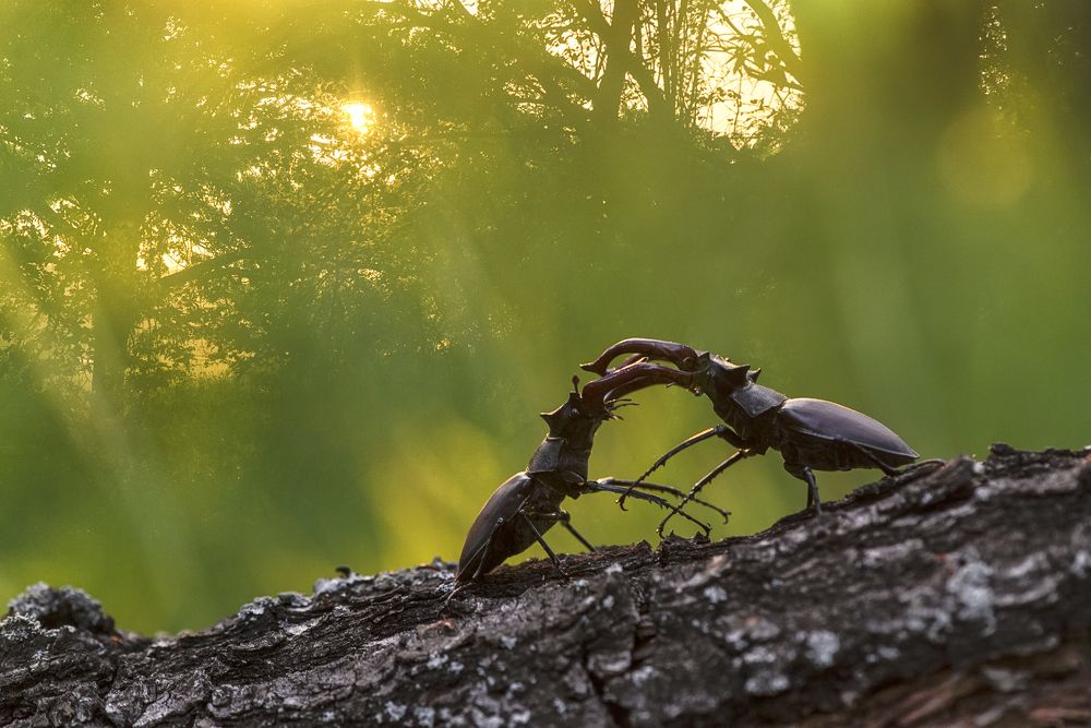 Бой жуков-оленей