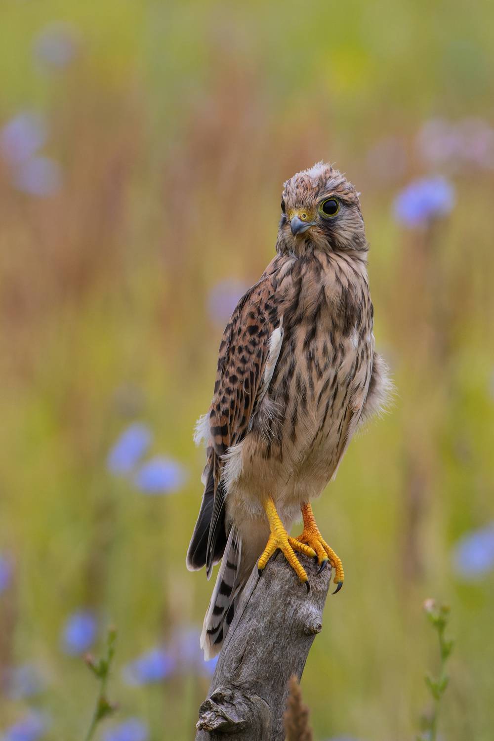 Юная пустельга