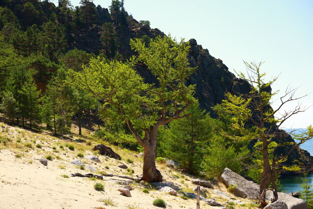 Дерево на обрыве