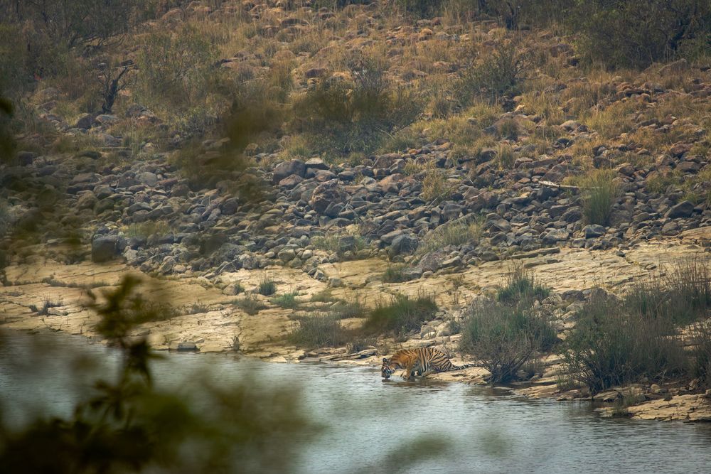 In the quiet curve of the river, even a tiger finds stillness.