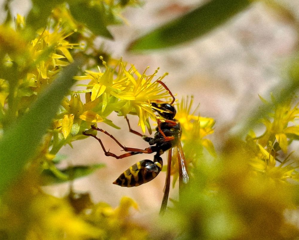 A dance on the eve of spring