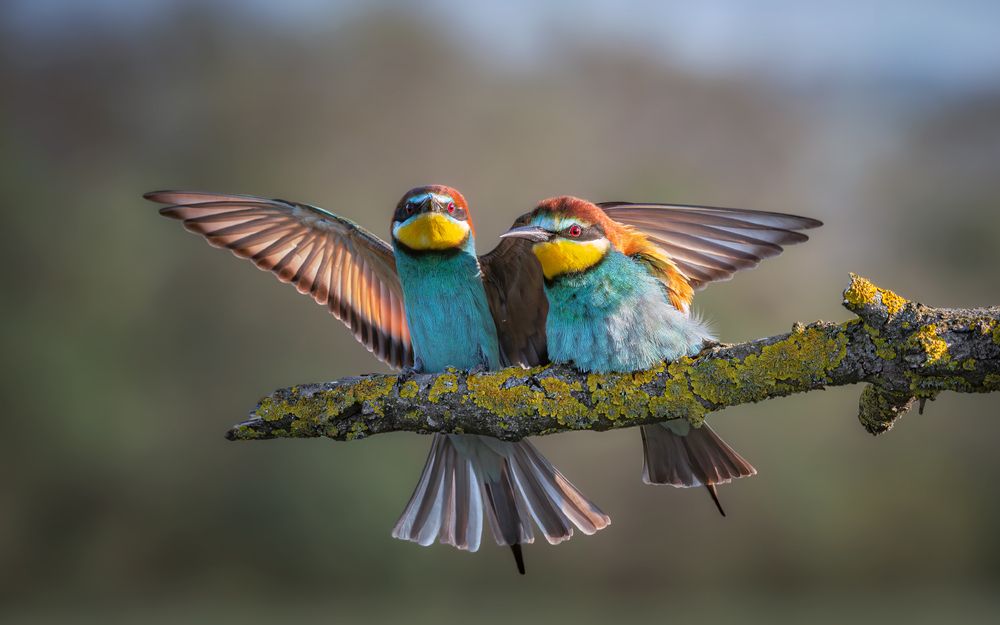 Я приду и тебя обойму...