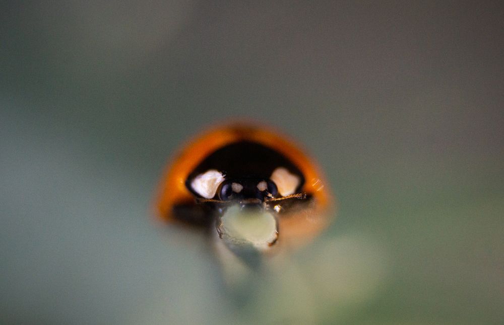 Photograph by Ариадна Подмогильная