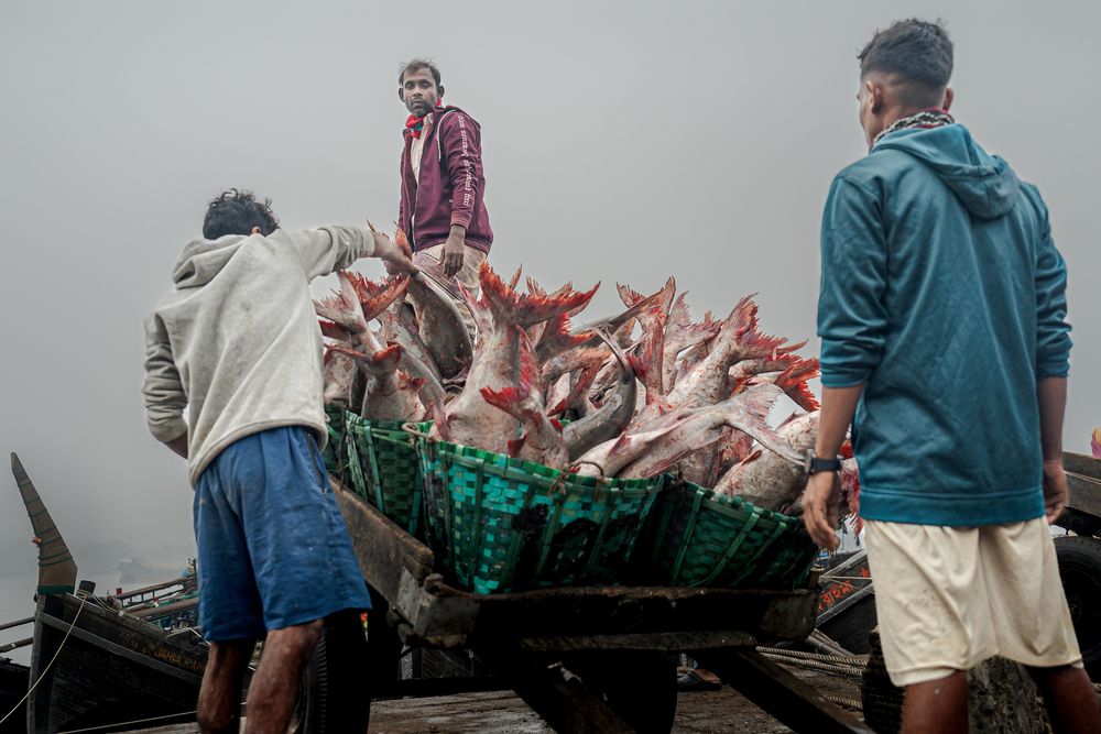 Loading Salty Harvest