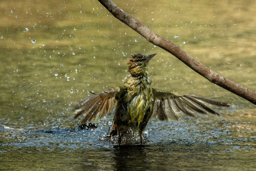 After the Splash