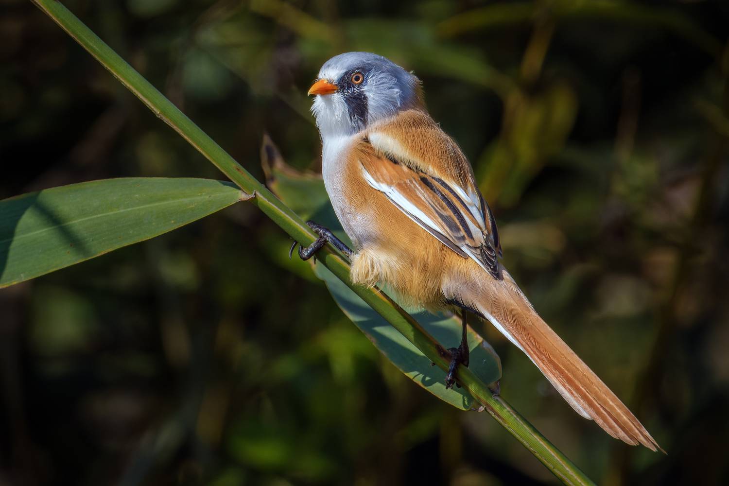 Суровый мужчина Суровый мужчина