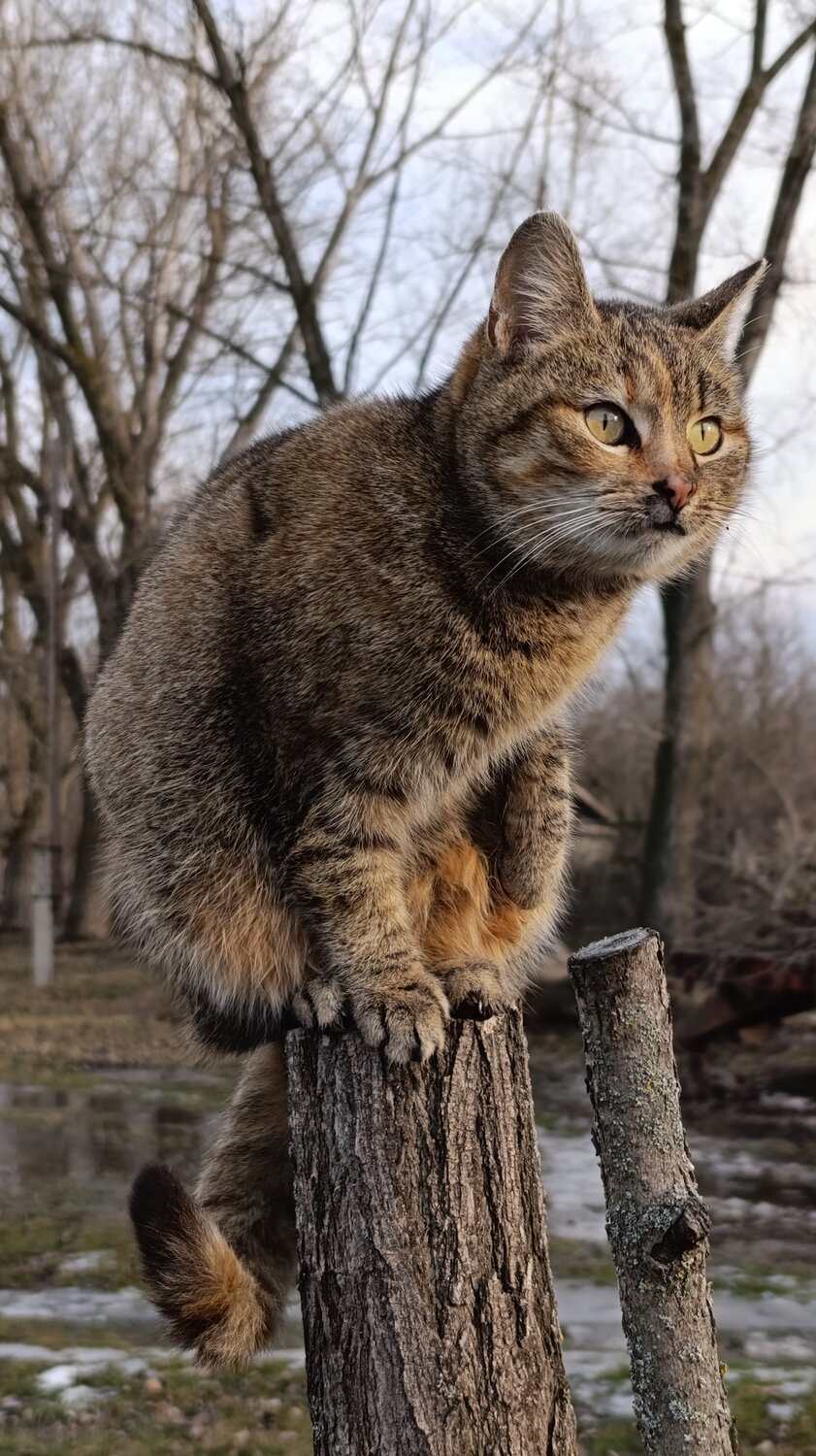 The village cat
