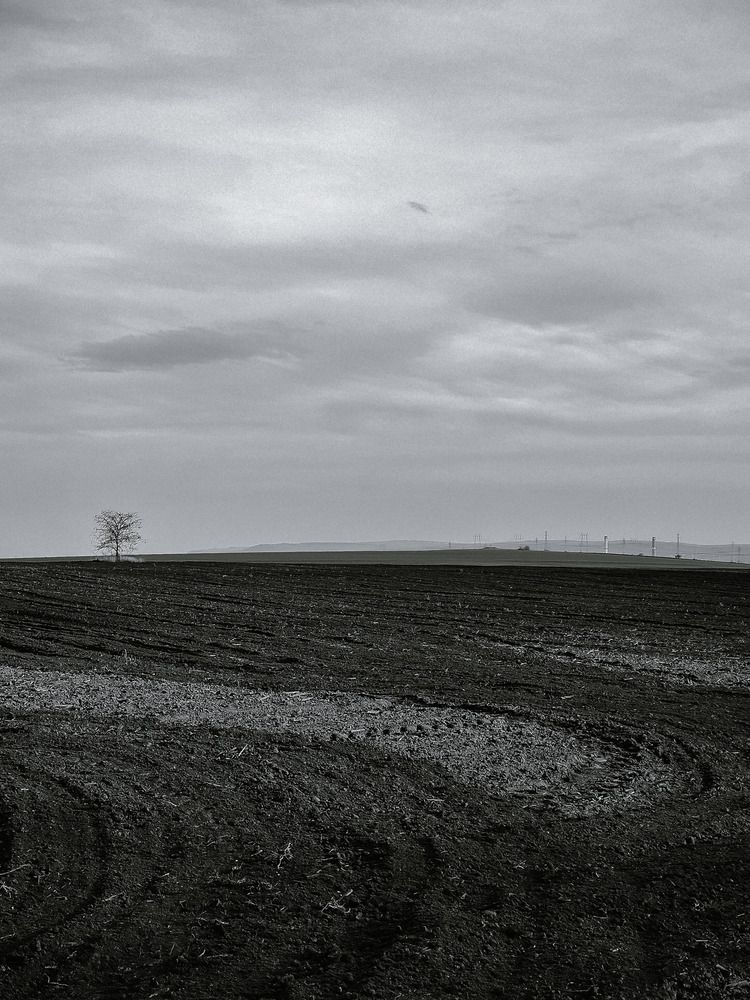 The field. Tree. B&W.