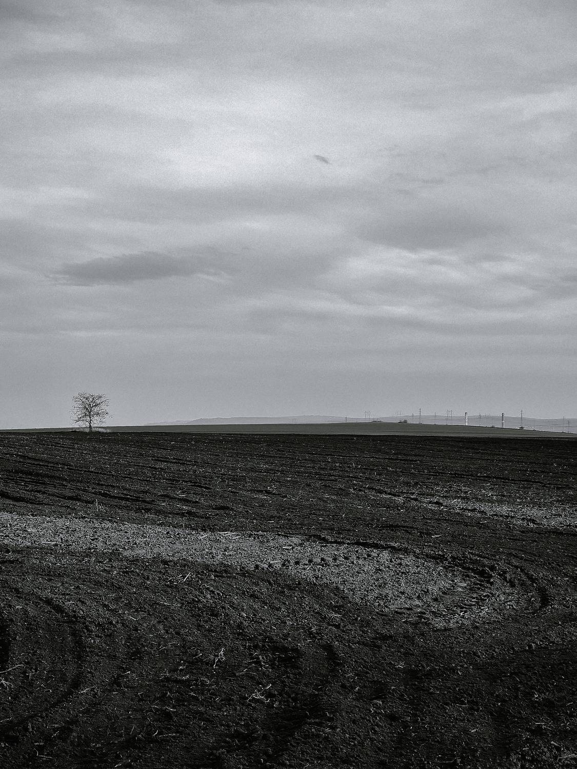 The field. Tree. B&W.