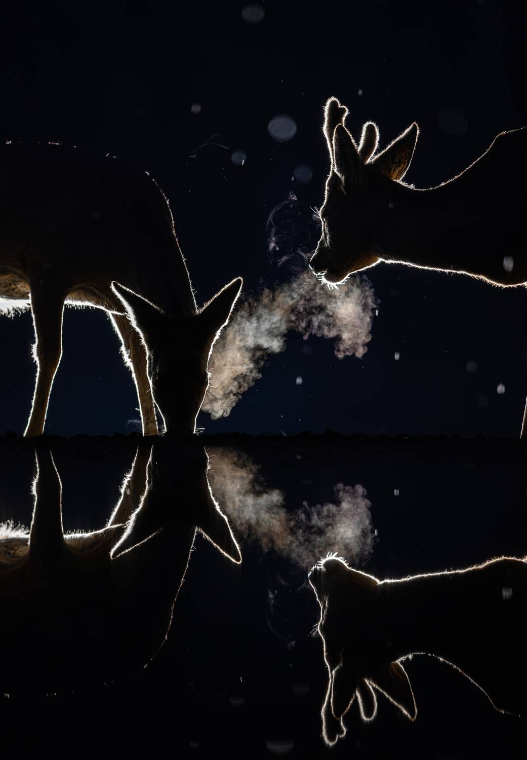 Фотография #13351095