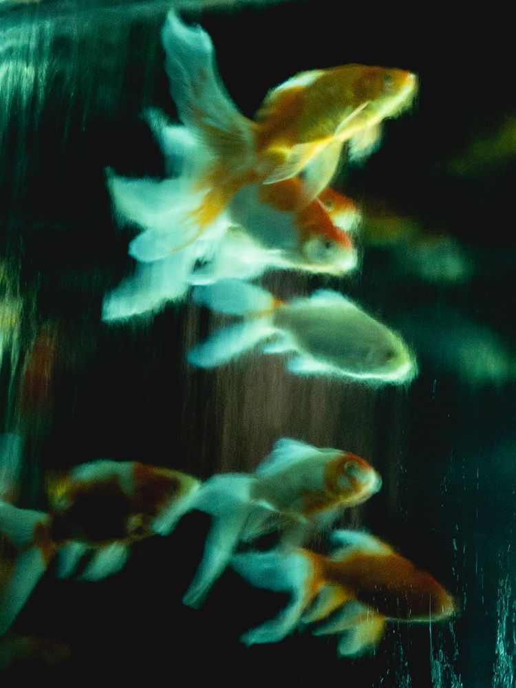 Photograph by Анастасия Зайчуковская