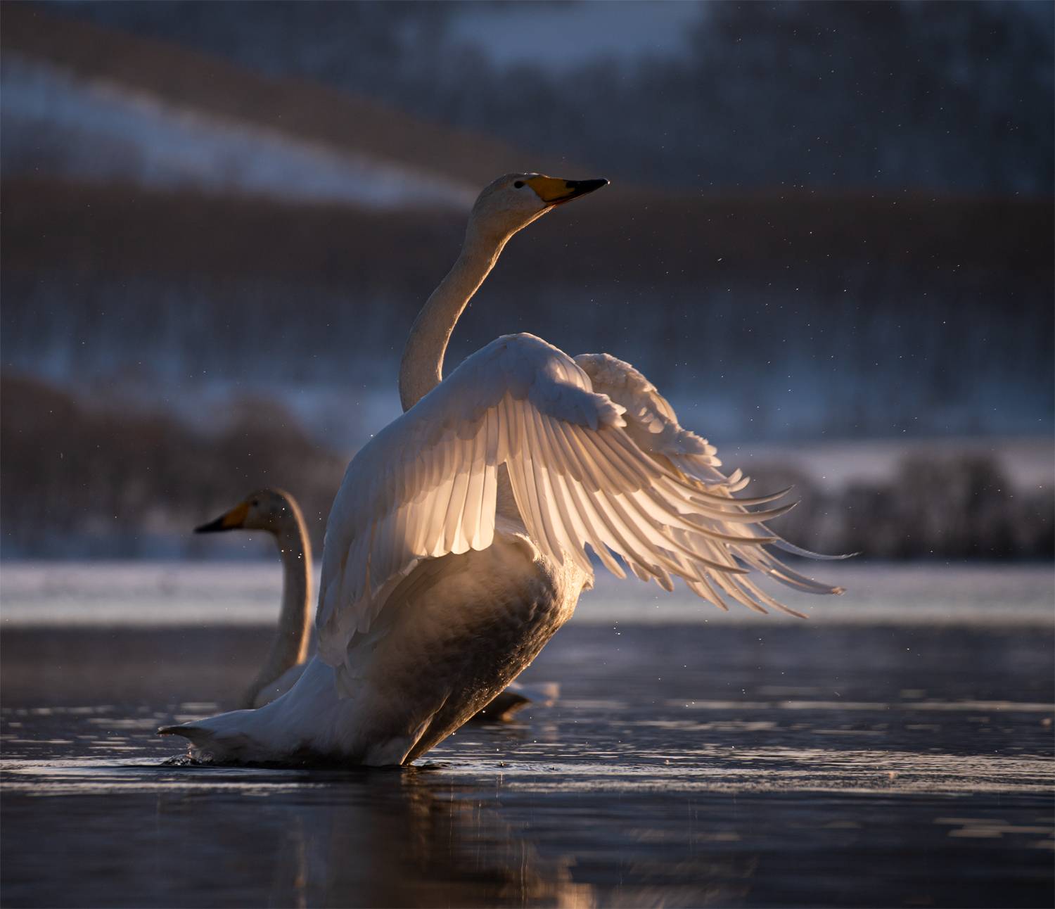 Лебедь-кликун Лебедь-кликун