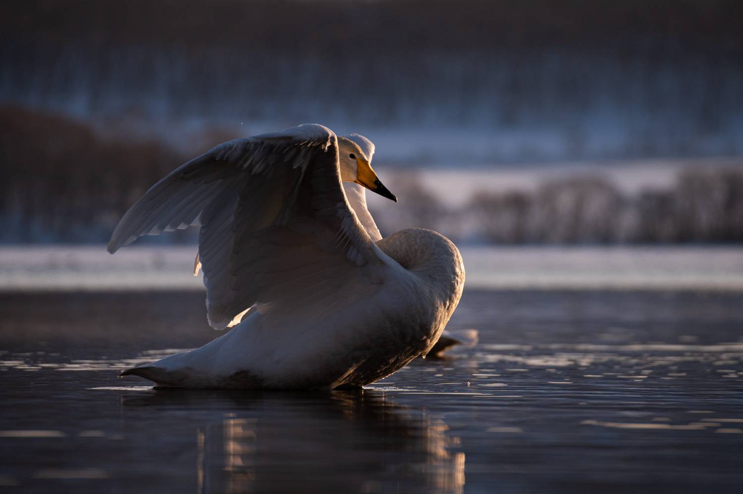 Лебедь-кликун