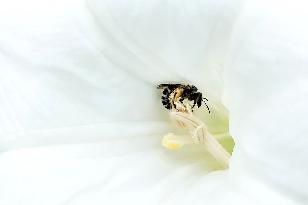 Honey bee
