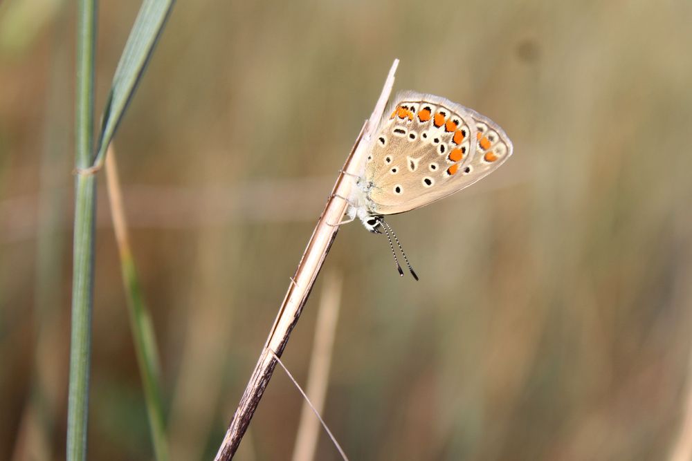 Photograph by Светлана Шубина