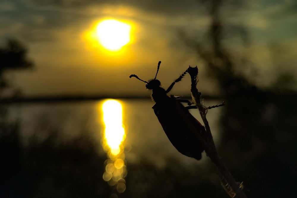 Photograph by Praveen