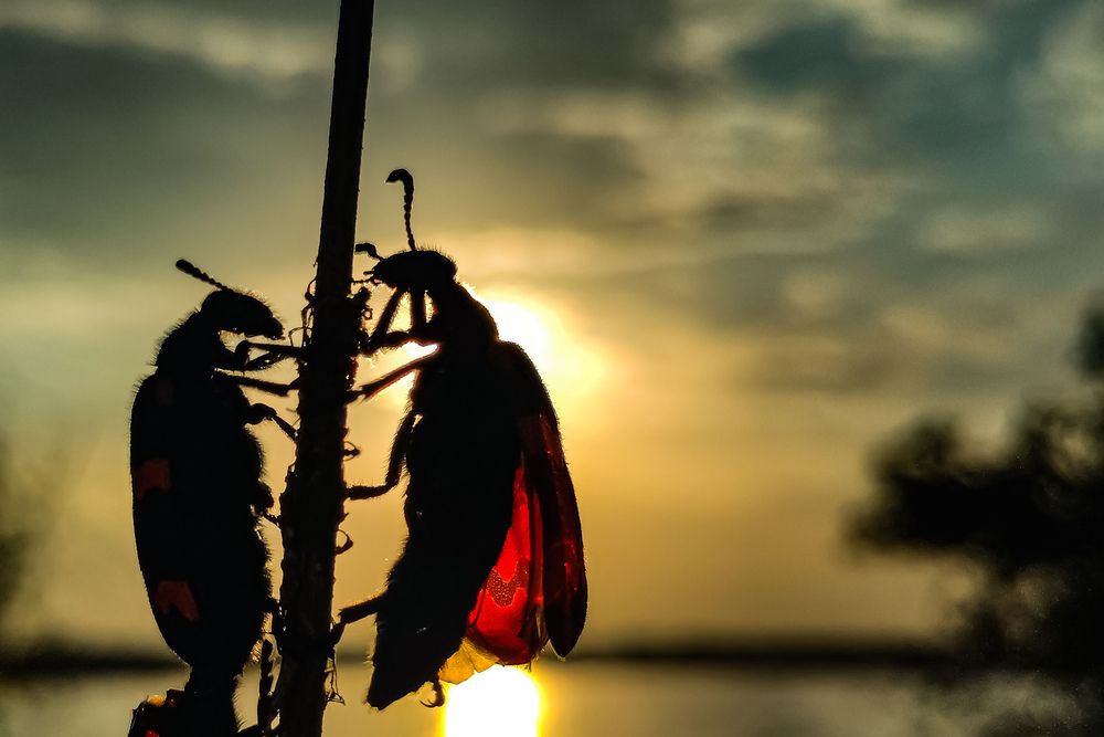 Photograph by Praveen