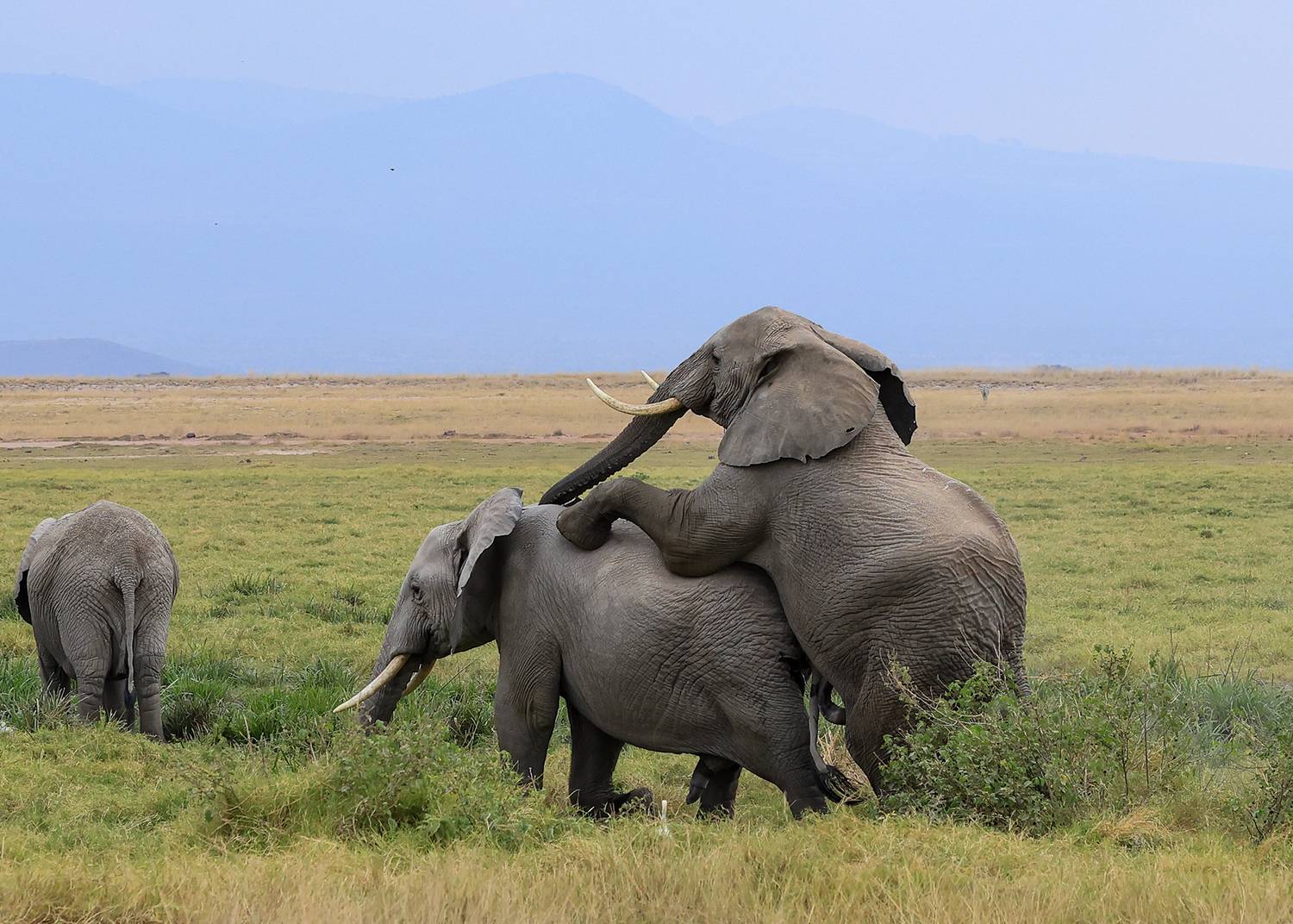 The Homosexual. The Homosexual.