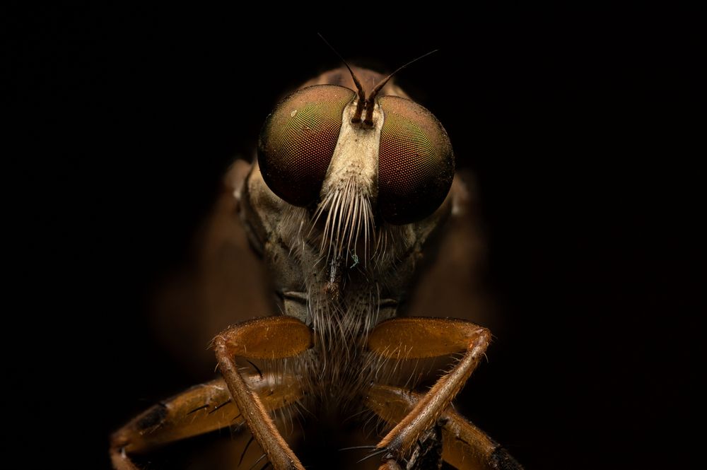 Alien Stare