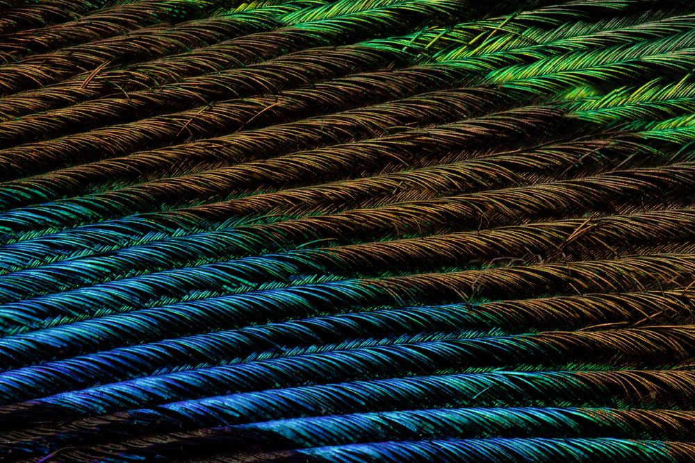 Feathered Spectrum