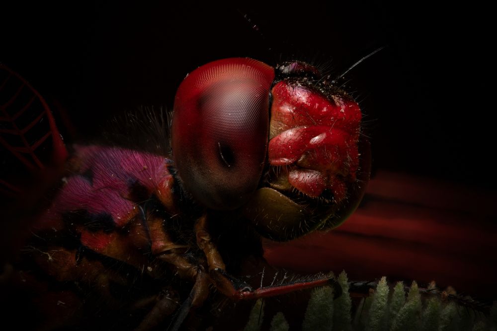 Red Eye