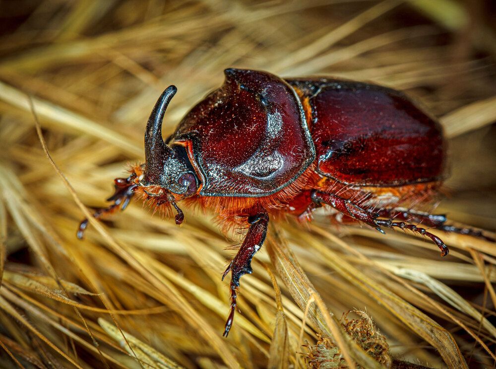 Жук-носорог