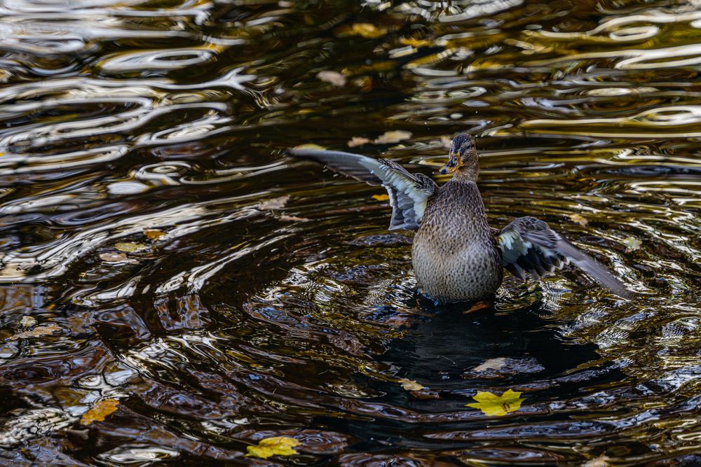 К взлету готов
