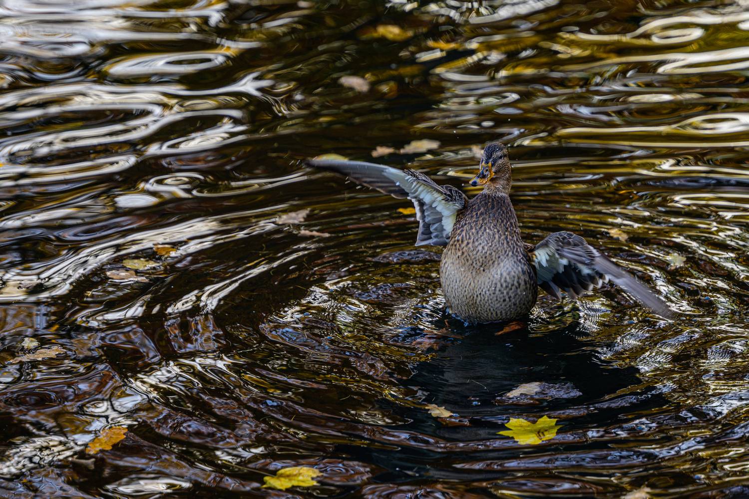 К взлету готов