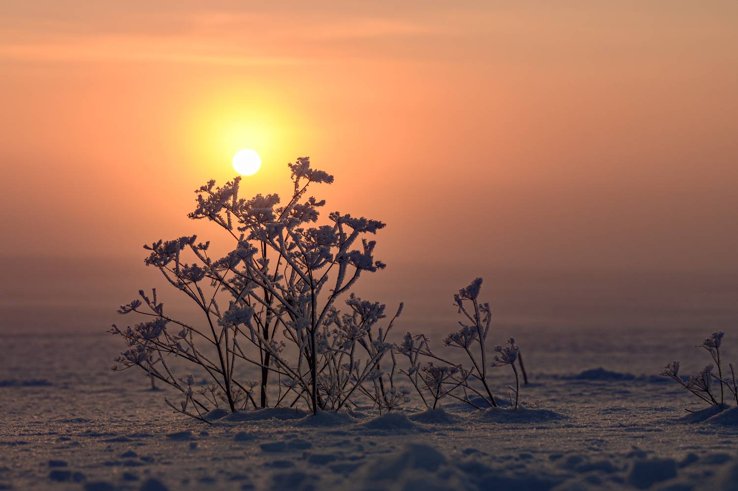 Мороз и солнце - день чудесный Мороз и солнце - день чудесный
