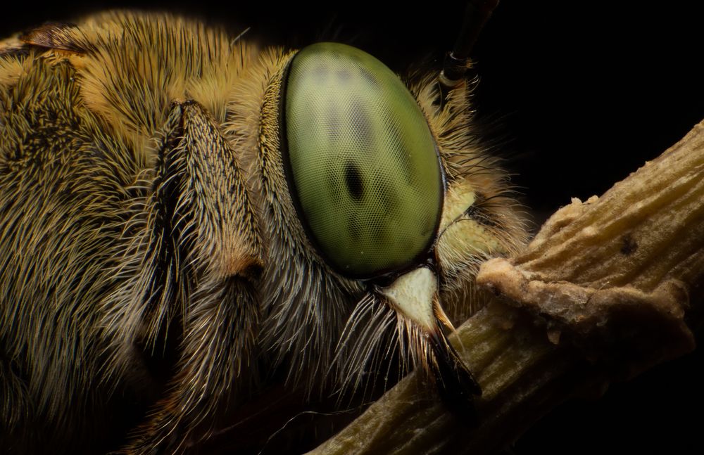 Blue Banded BEE