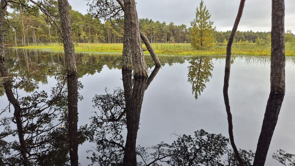 Estonia bog