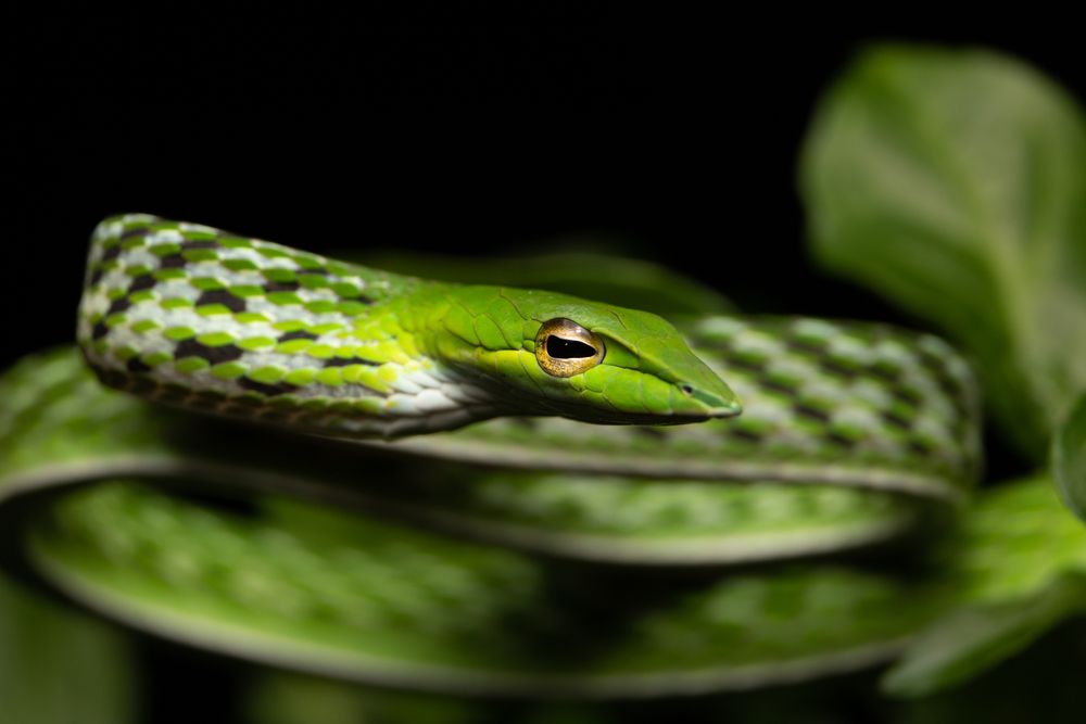 Green Vine Snake