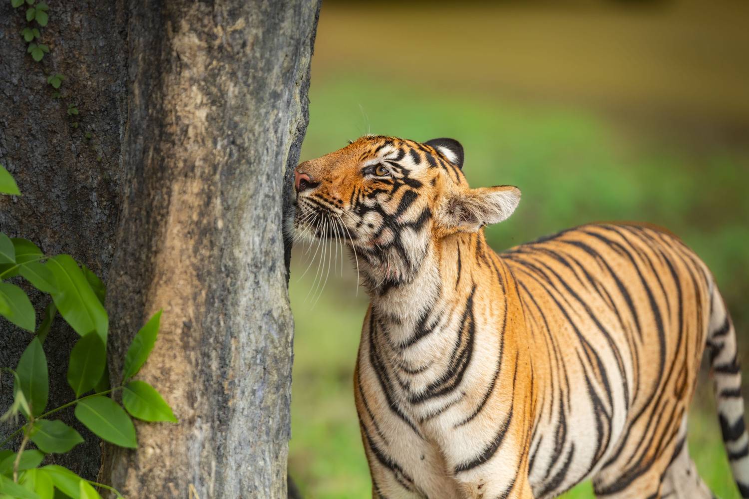 Scent of Sovereignty