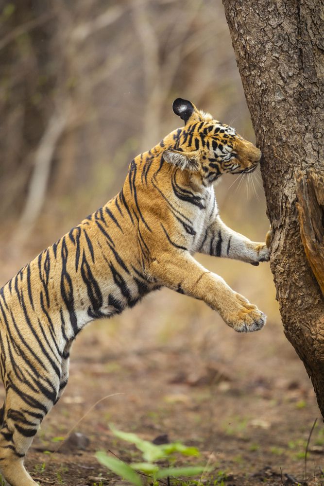 Photograph by Navaneeth Krishnan