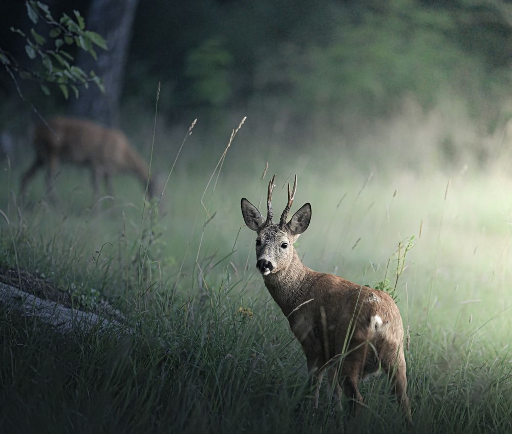 Photograph by Andreas Lundmark