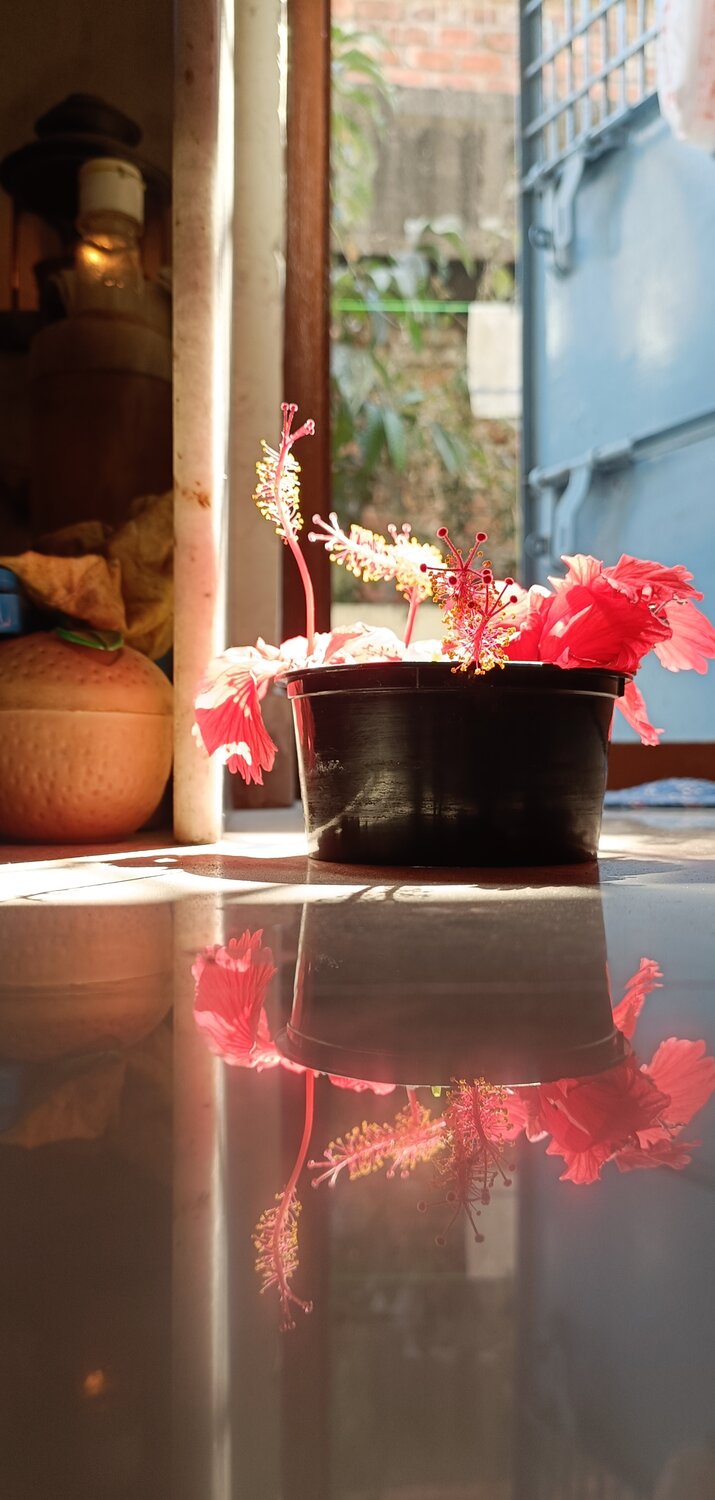 Reflection of Hibiscus
