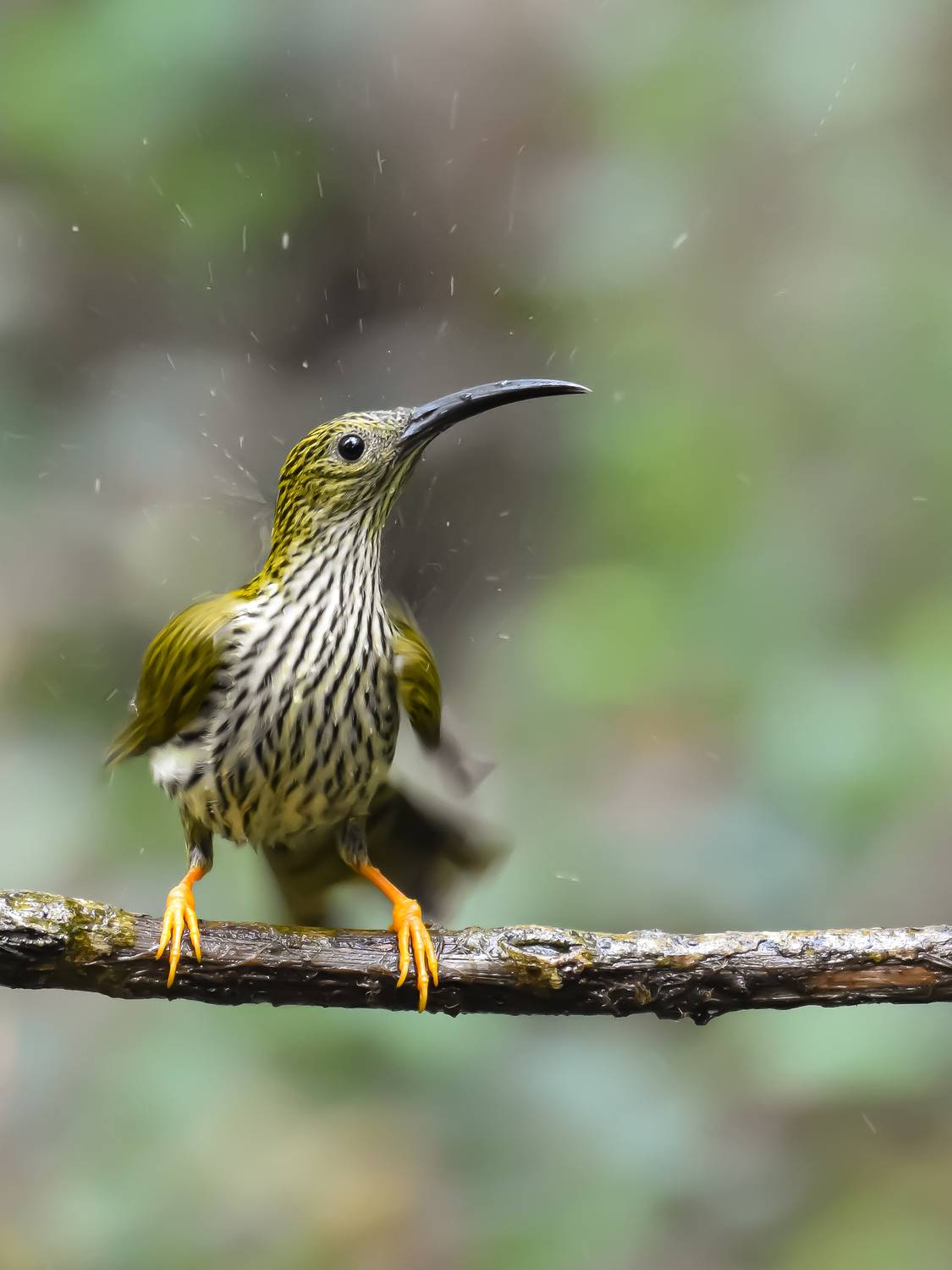 Streaked Spiderhunter.