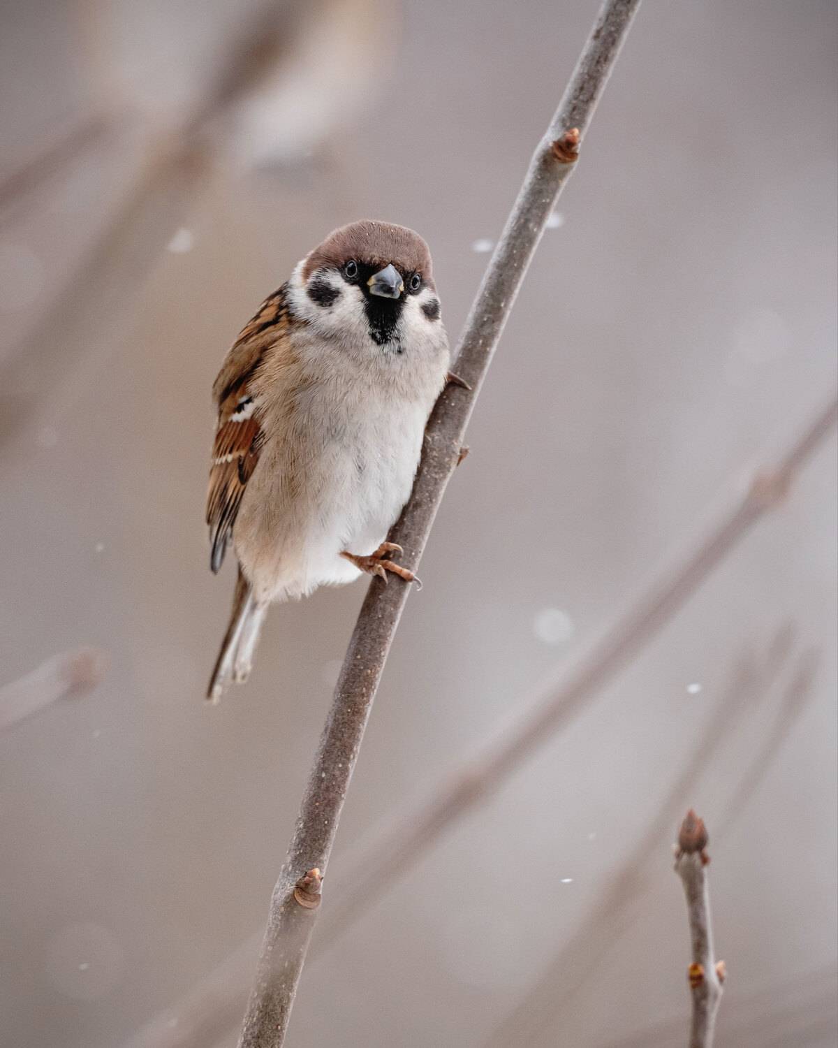 Фотография #13352168