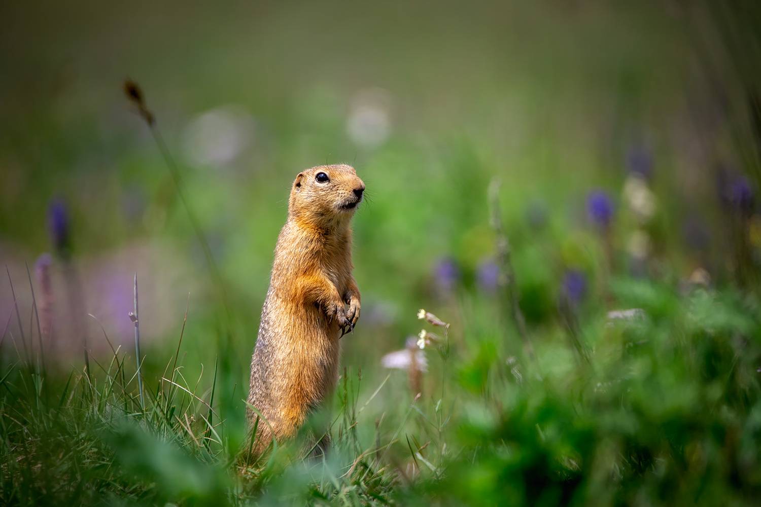 Фотография #13352218