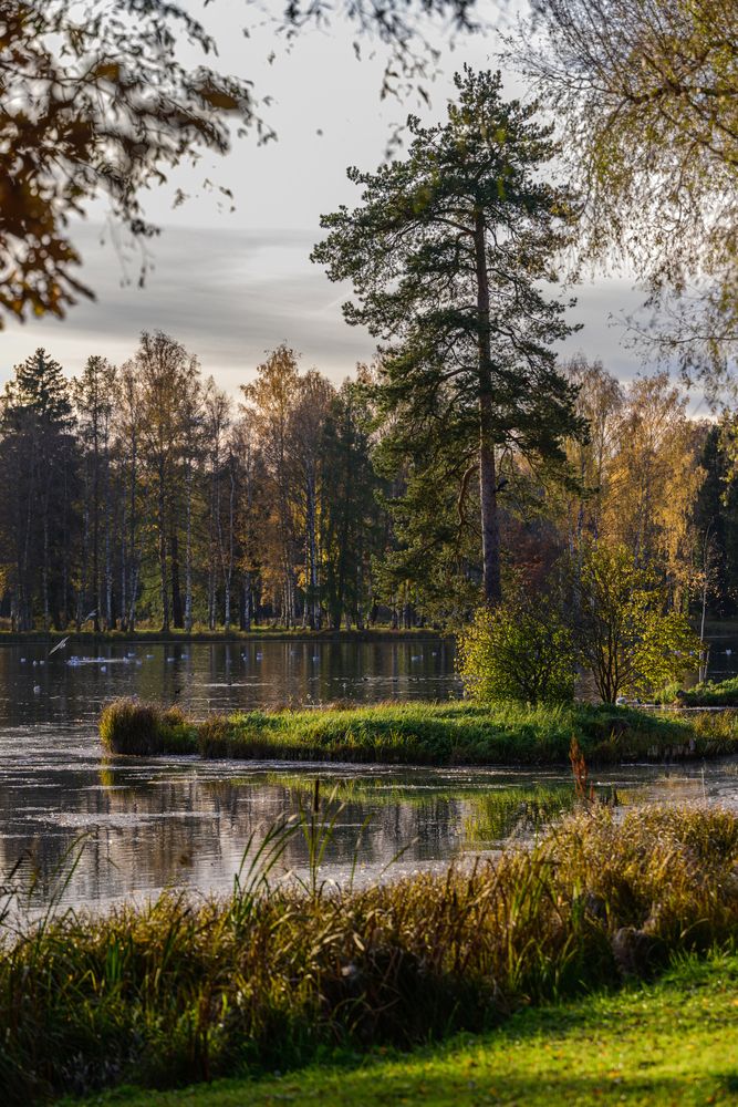 Ты неси меня река