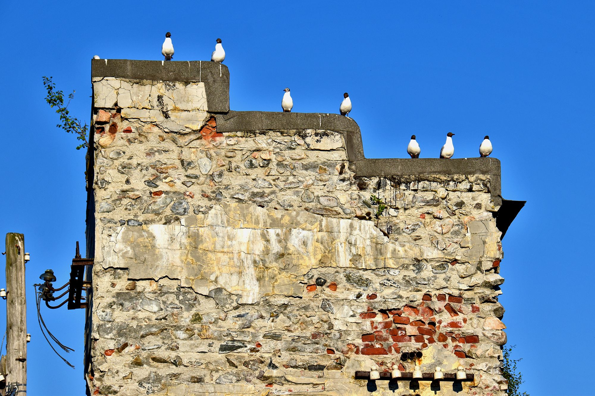 Птичий дозор/ 2024