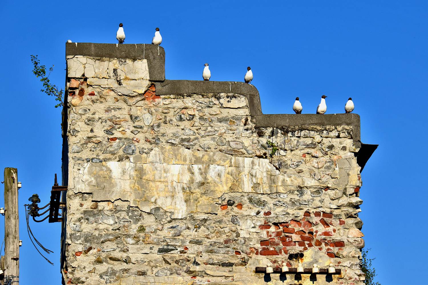 Птичий дозор/ 2024