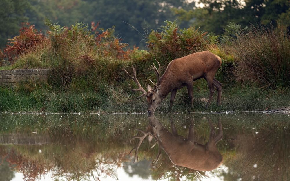 Stillness and Reflection