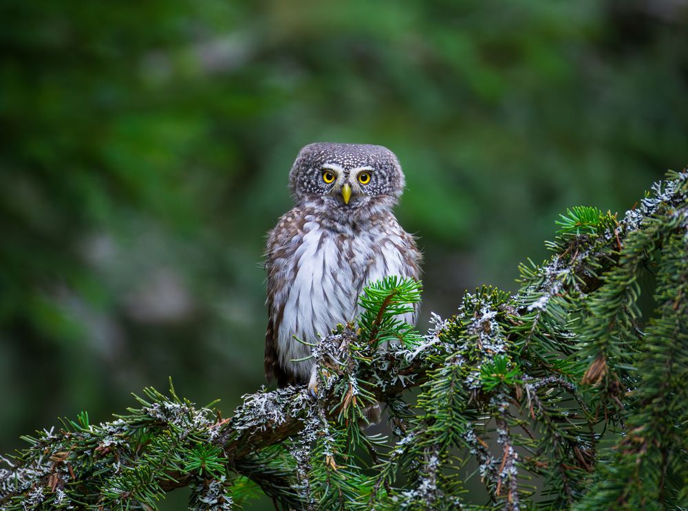 Little ghost of the forest