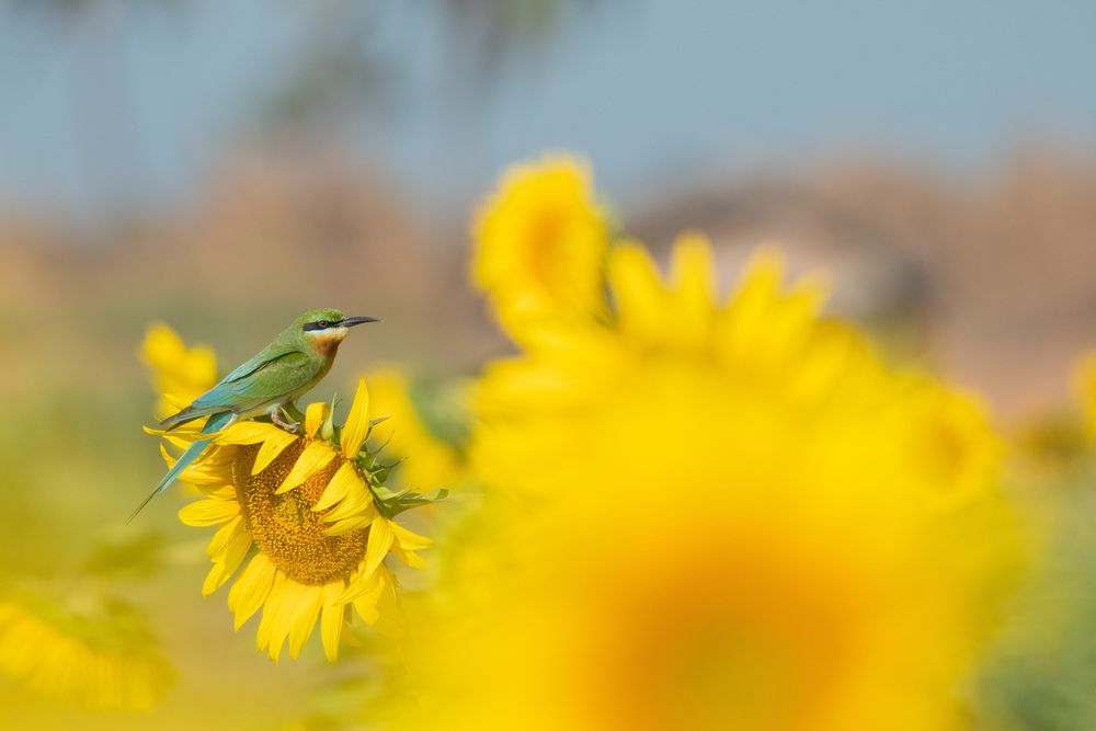 Photograph by Anandhu M